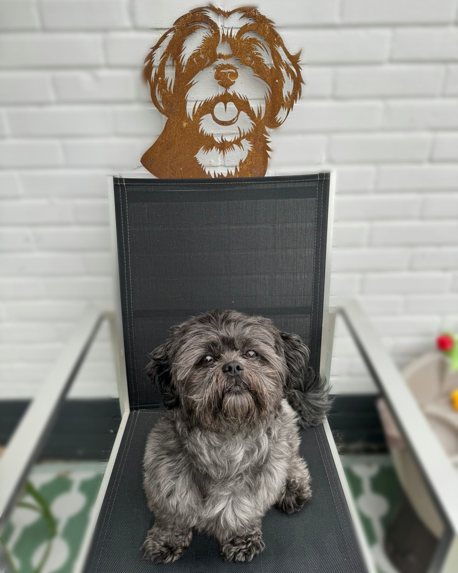 Shih Tzu
