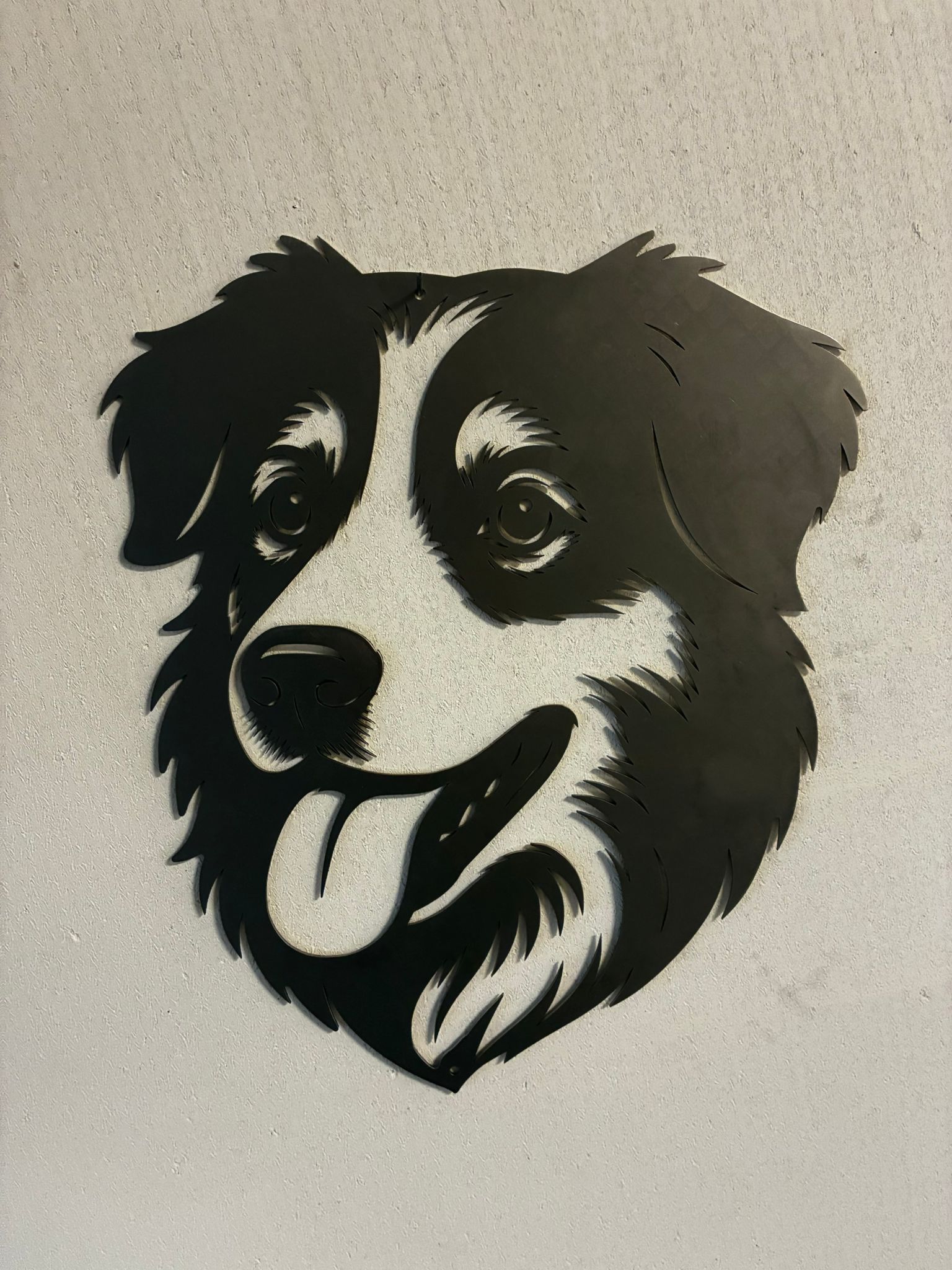 Australian shepherd