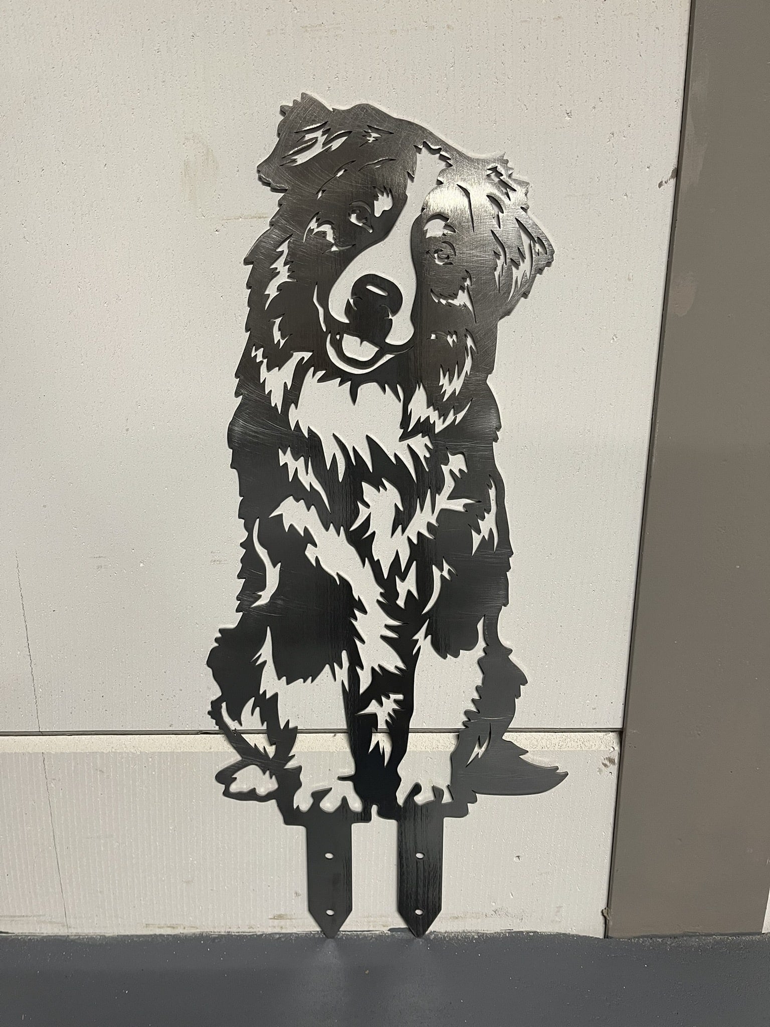 Australian Shepherd – Lebensecht