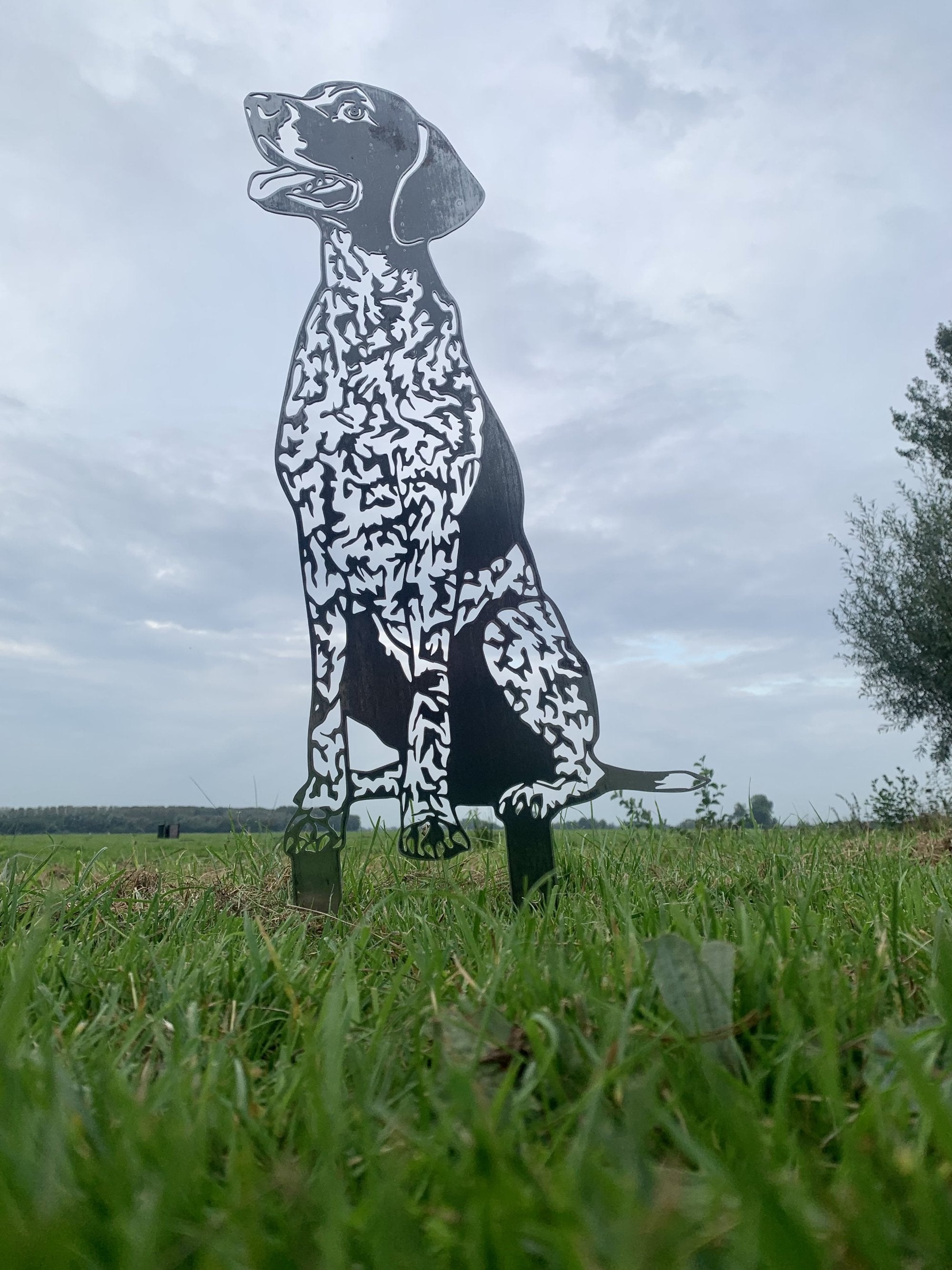 The German Shorthaired Pointer