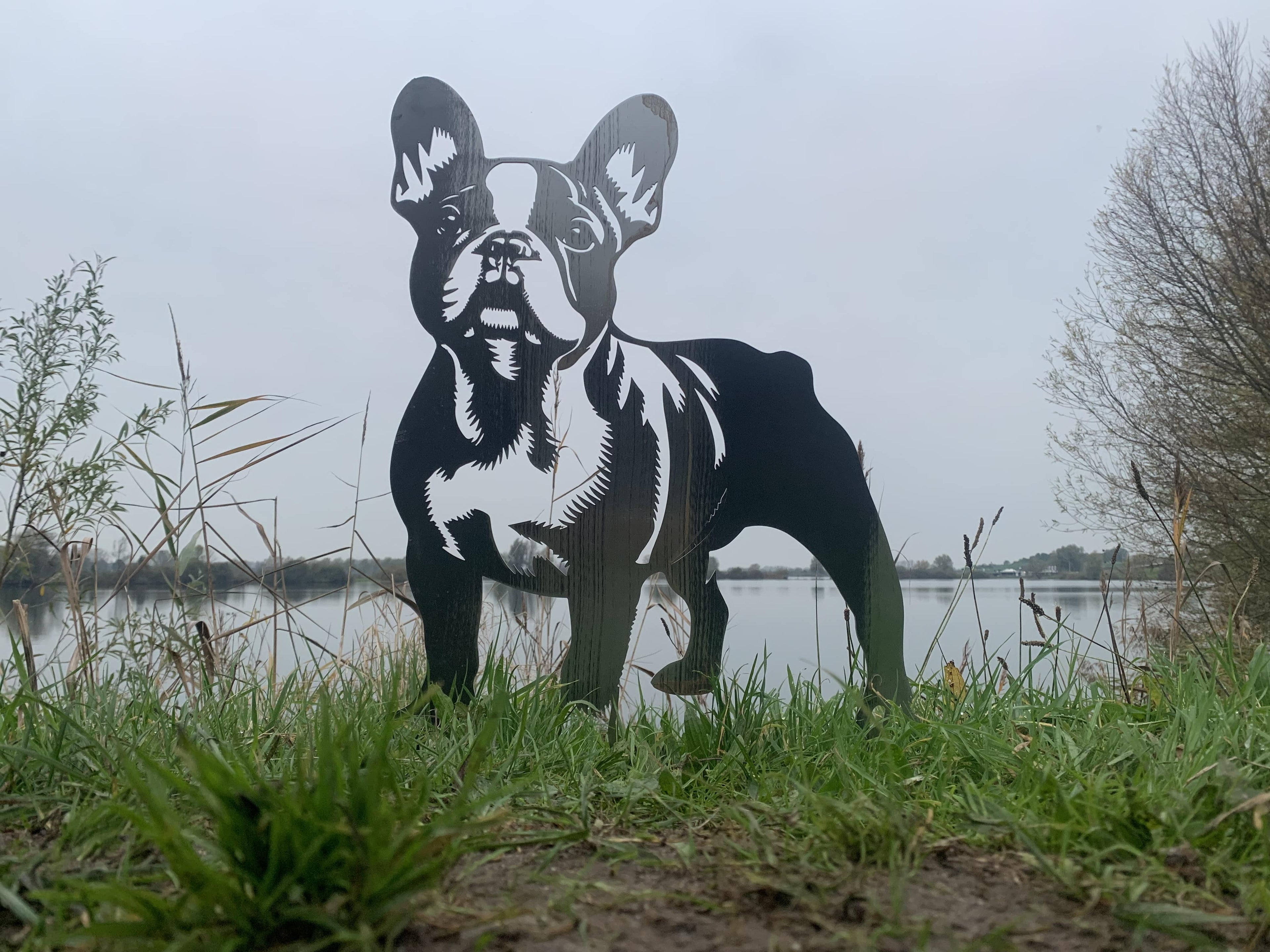 Französische Bulldogge – Lebensecht