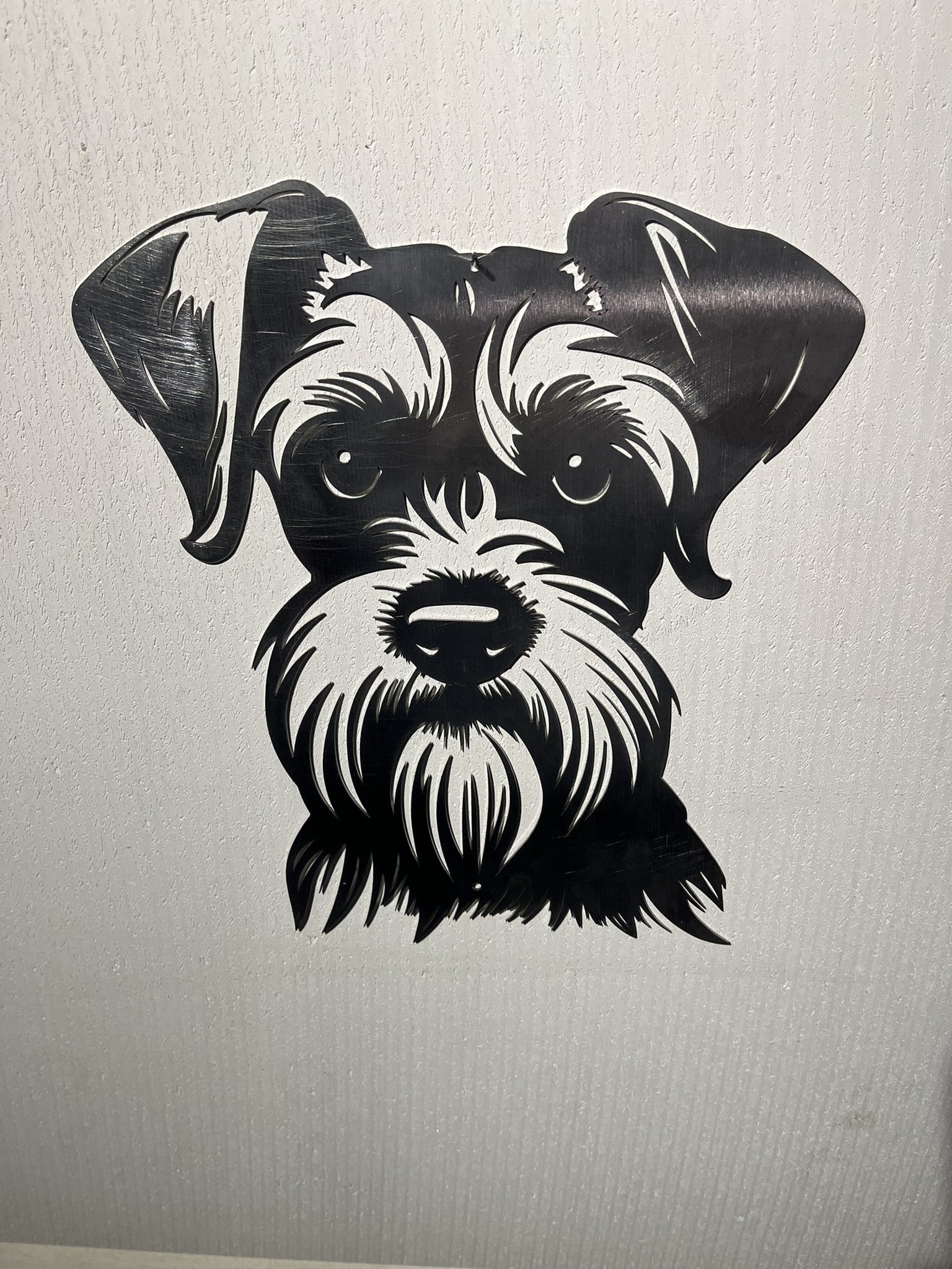Zwergschnauzer