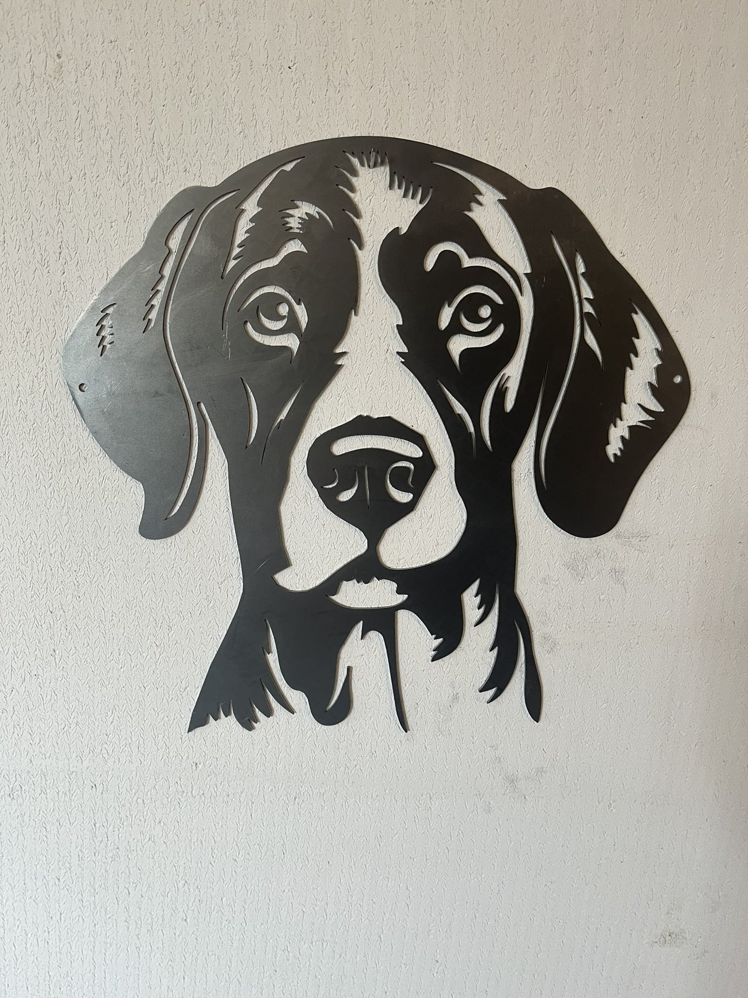 Duitse staande korthaar 1