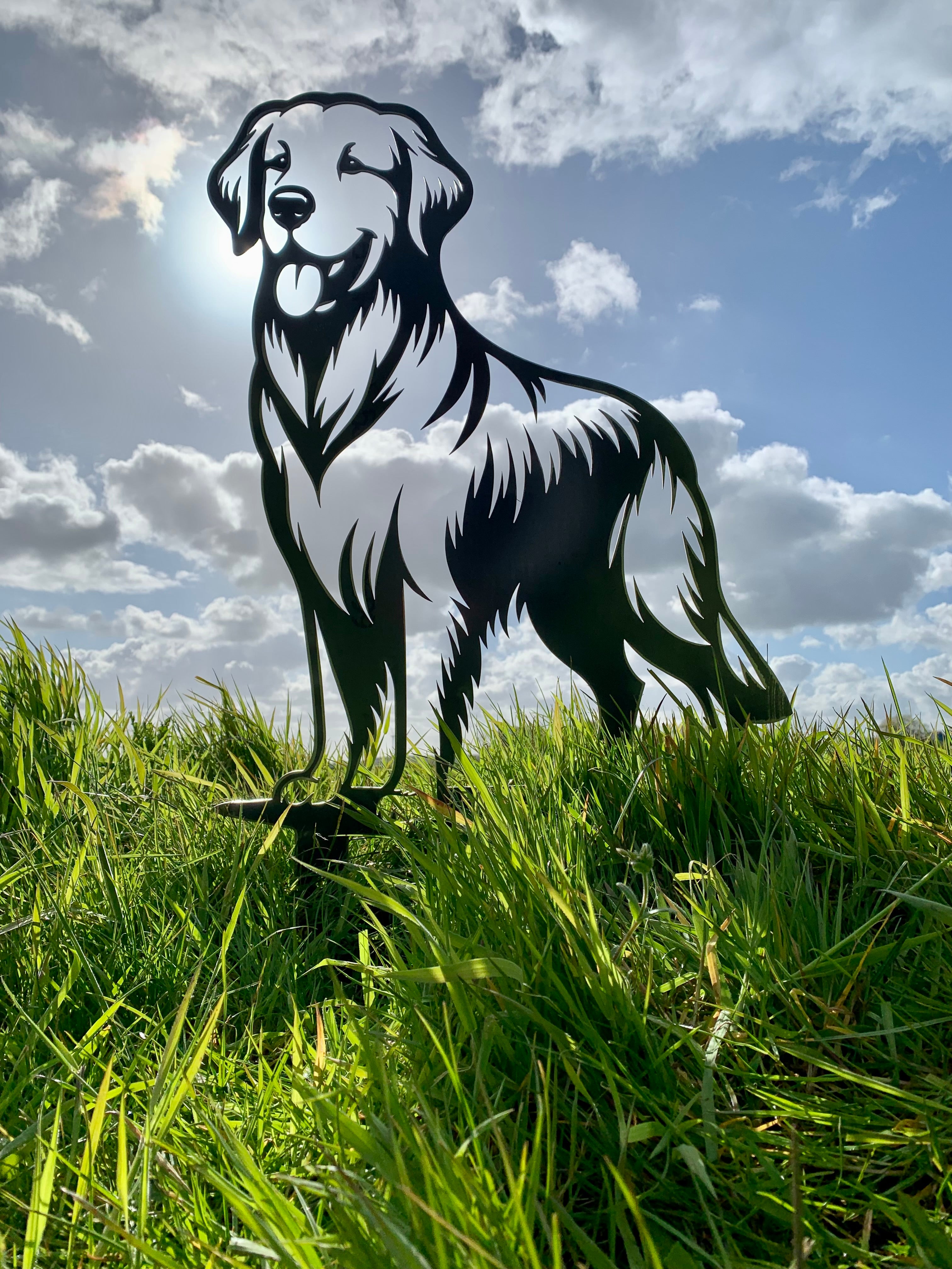 Golden Retriever – Lebensecht