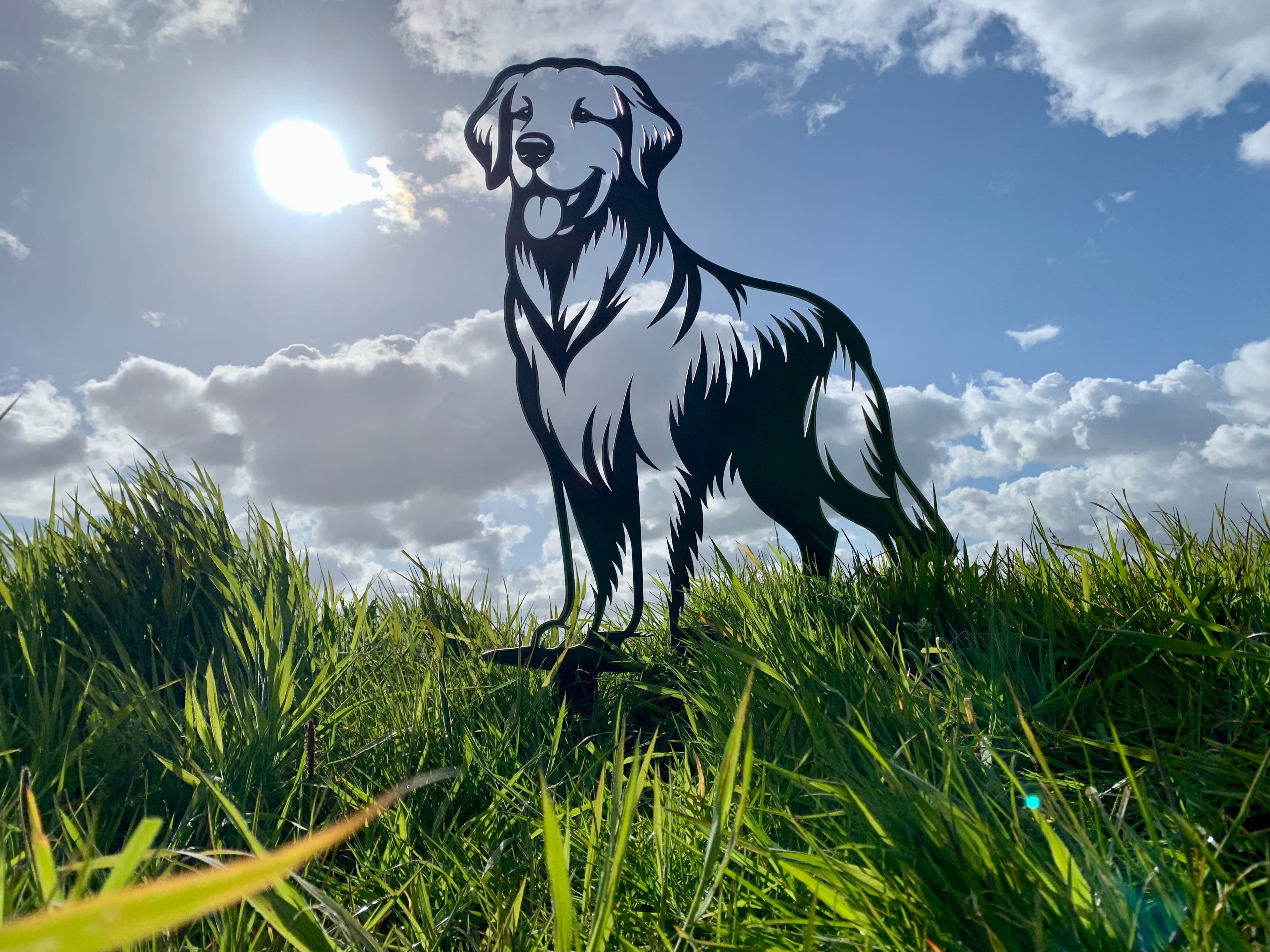 Golden Retriever – Lebensecht