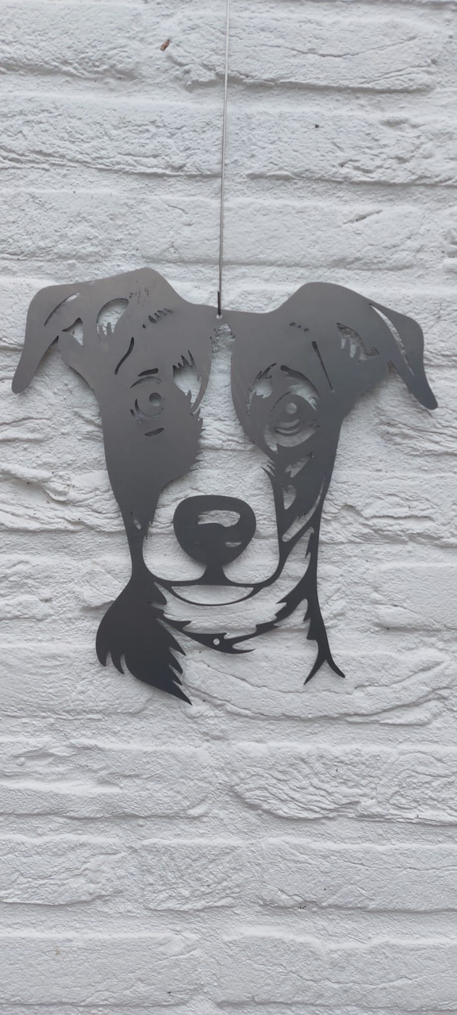 Der Jack Russel