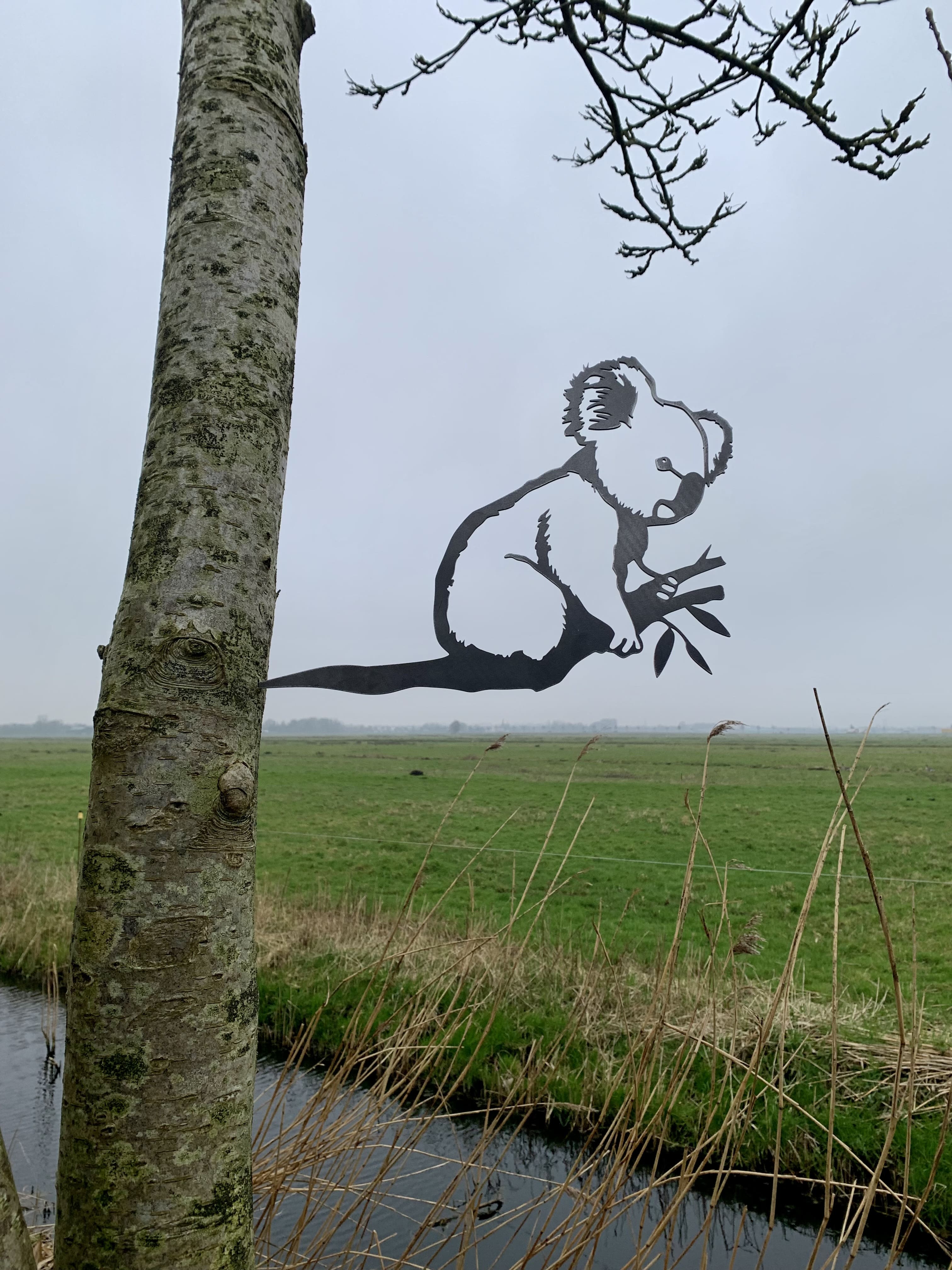 Koala