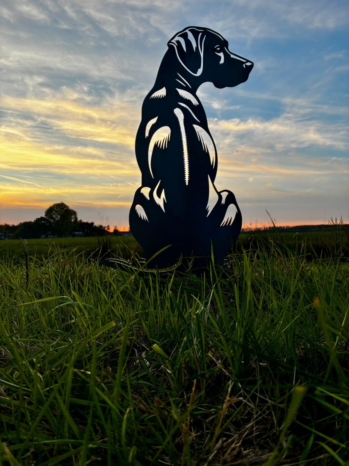 Rhodesian Ridgeback - Lebensecht