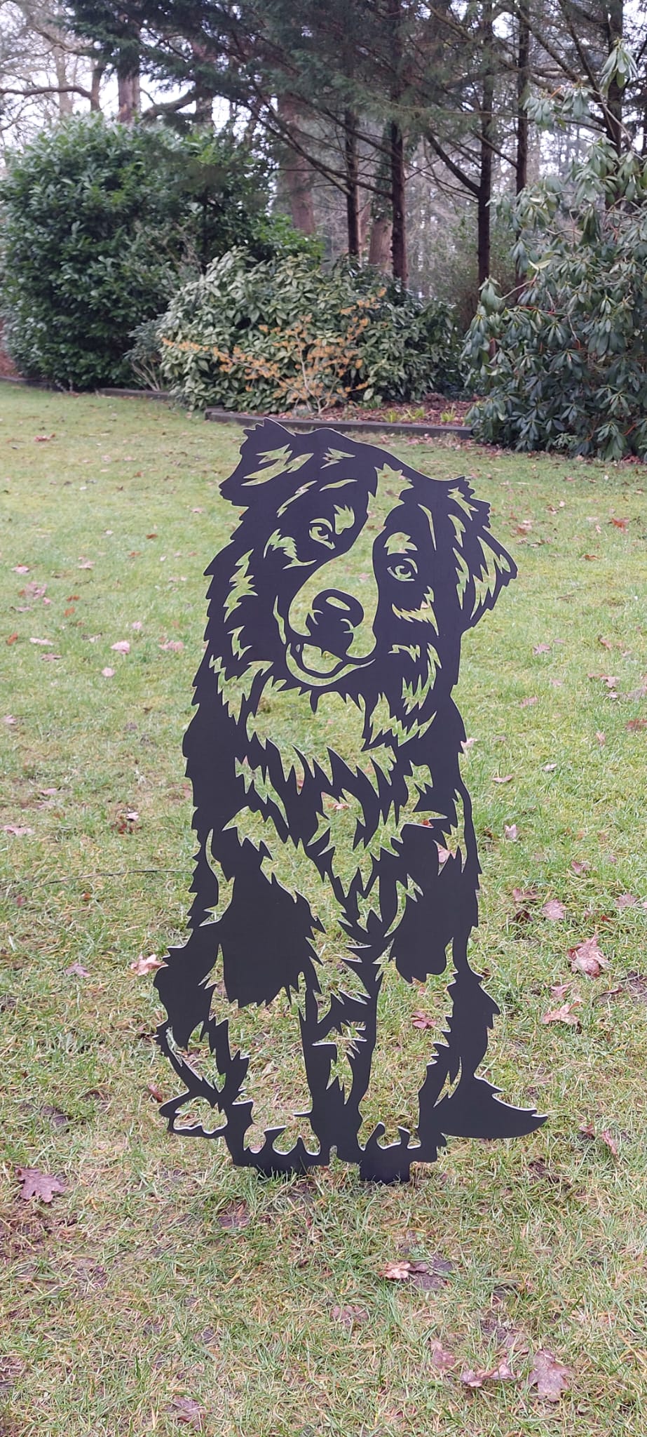 Australian Shepherd – Lebensecht