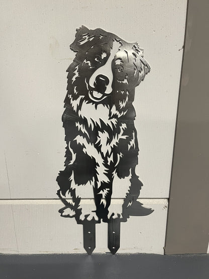 Australian Shepherd – Lebensecht