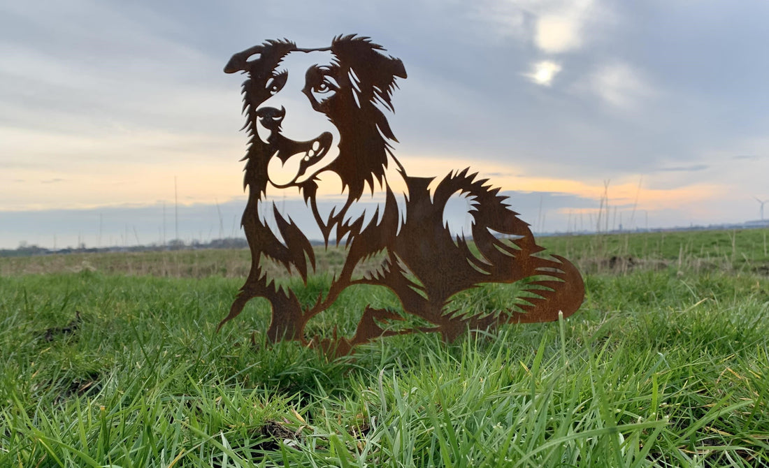 Der Border Collie - liegend