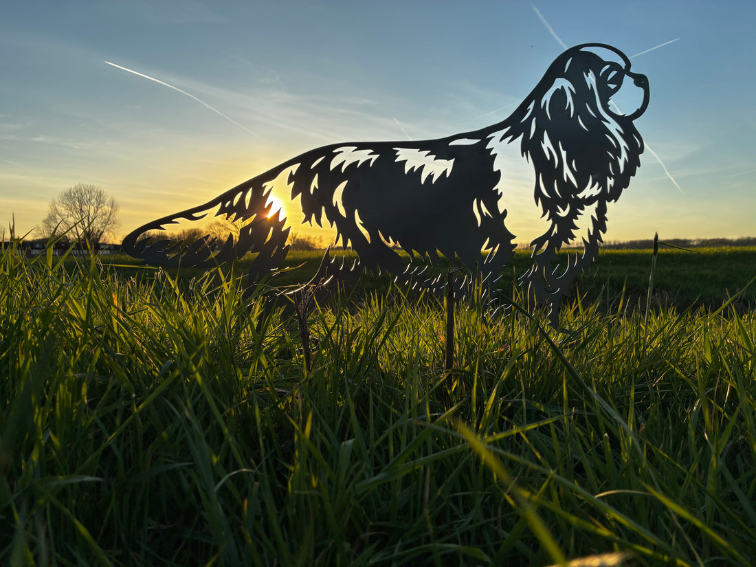Cavalier King Charles Spaniel