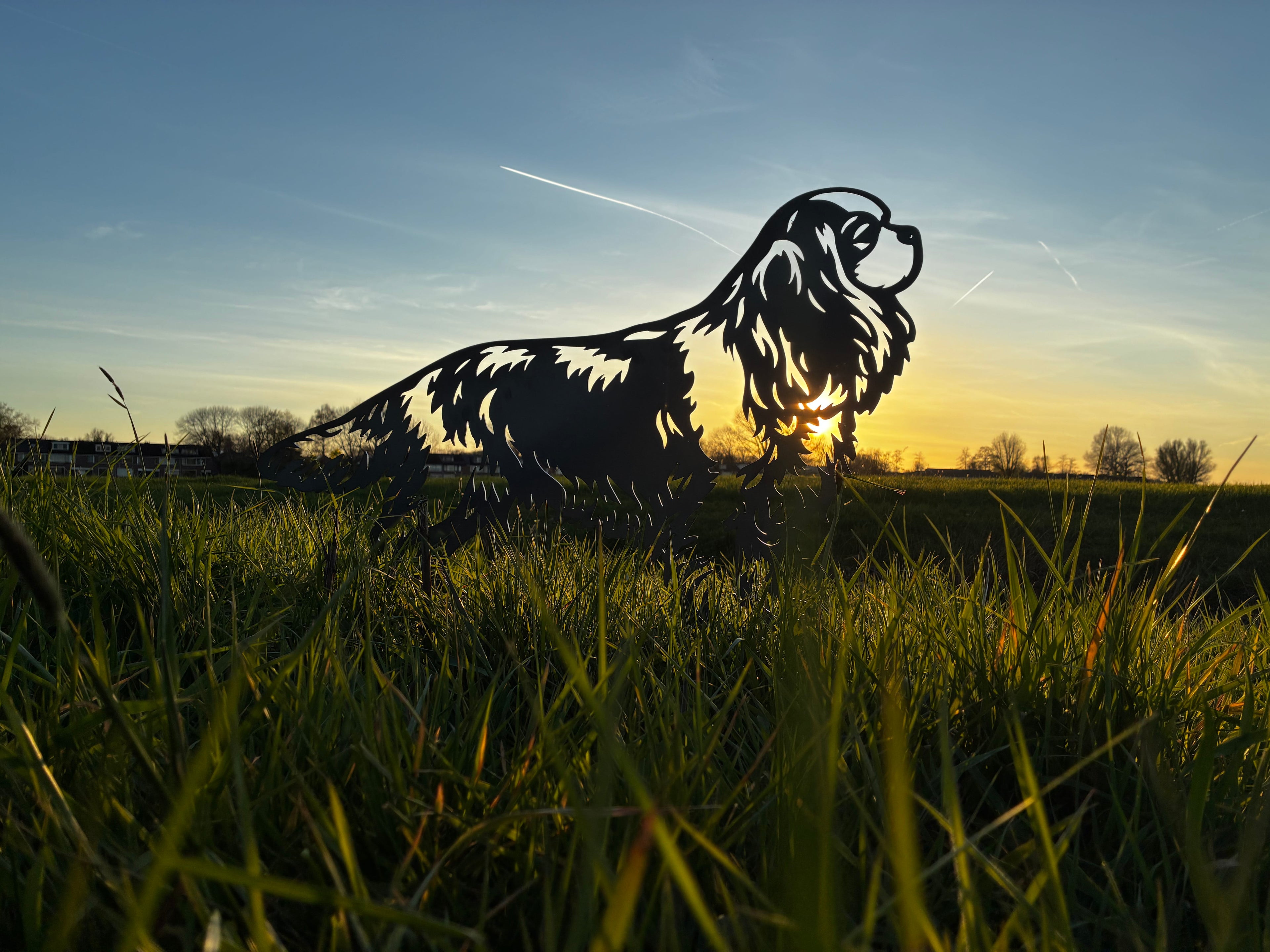 Cavalier King Charles Spaniel