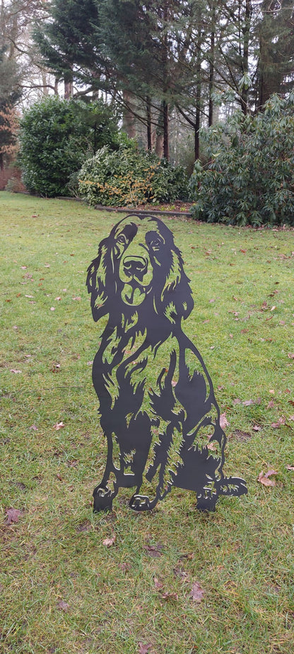 Irischer Setter - Lebensecht