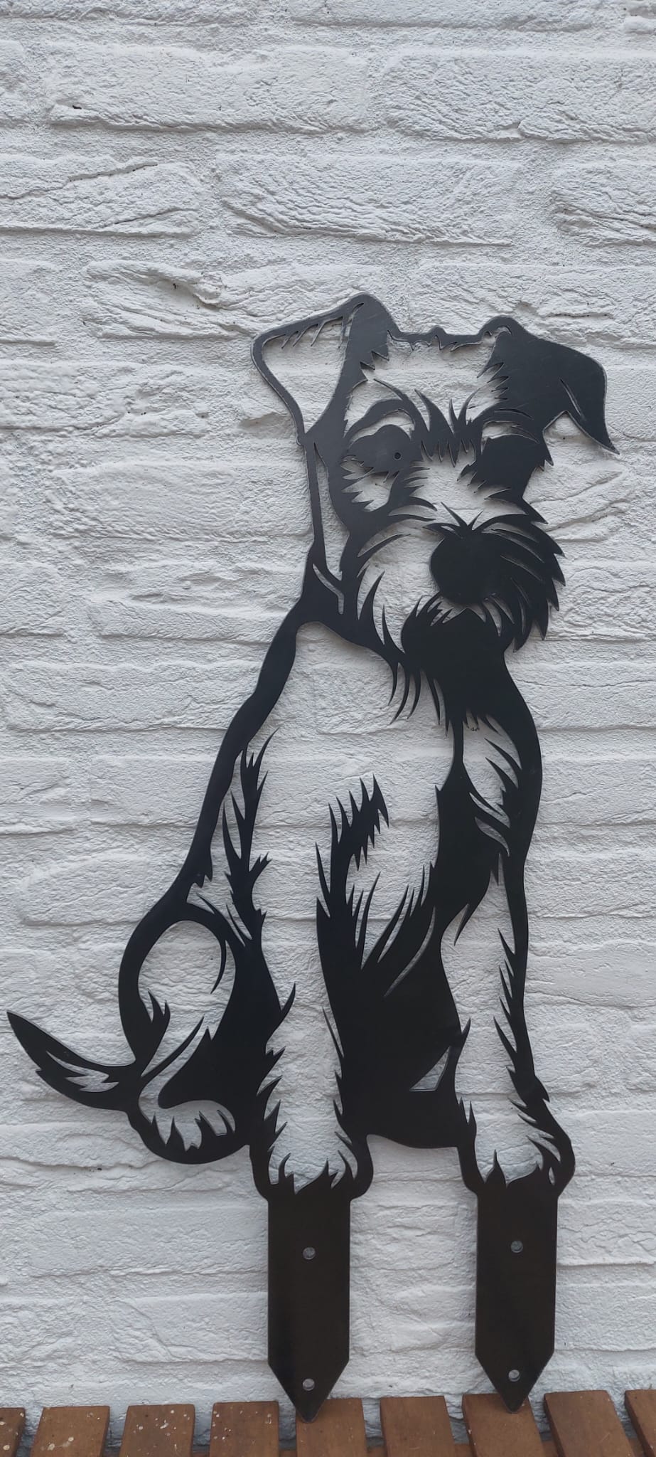 Irischer Terrier - Lebensecht