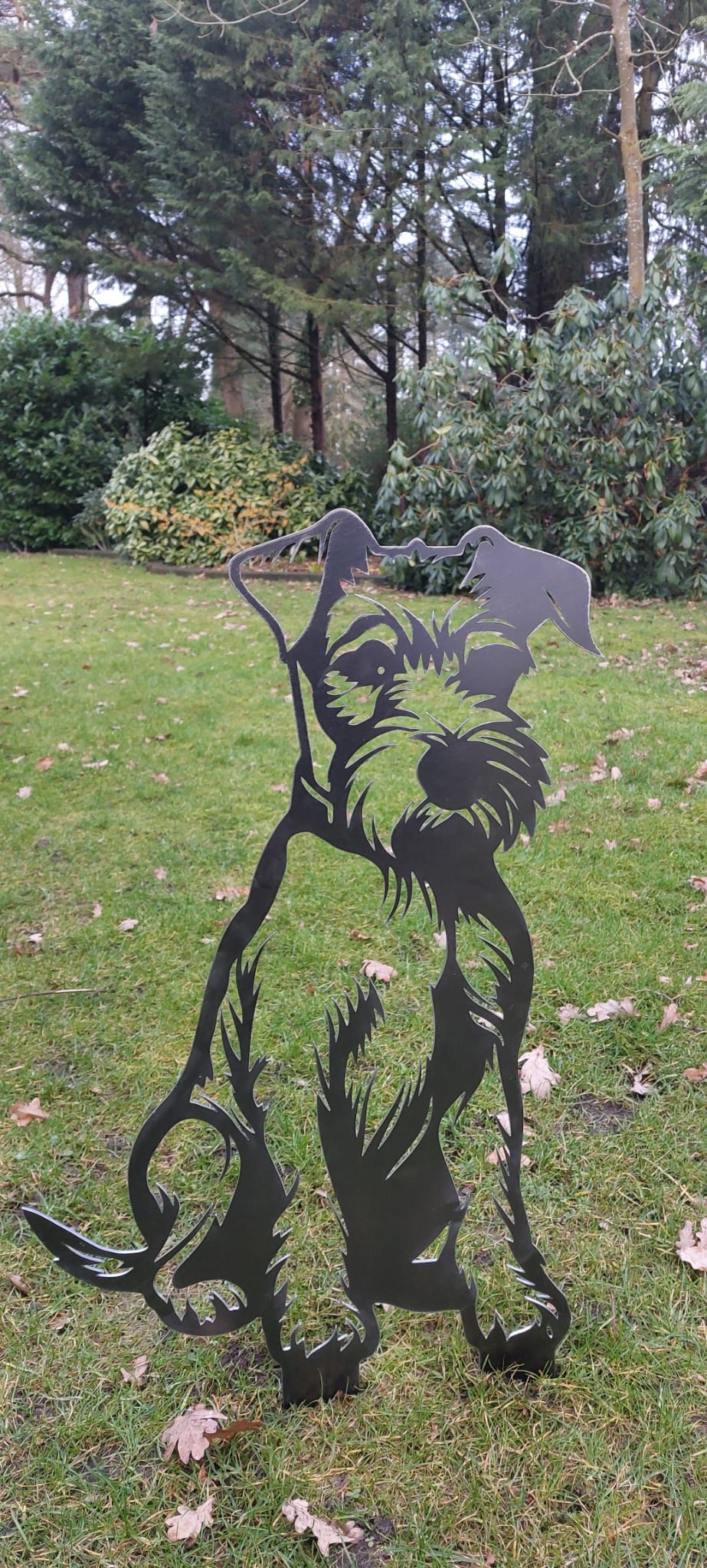Irischer Terrier - Lebensecht