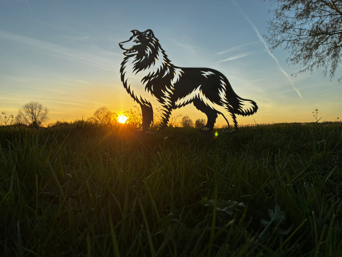 Schotse collie - Levensecht