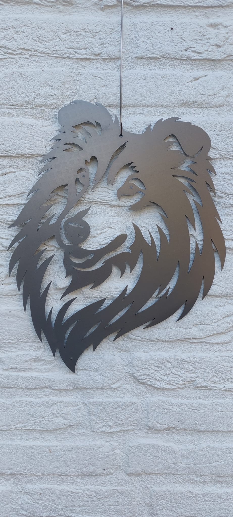 Schotse collie