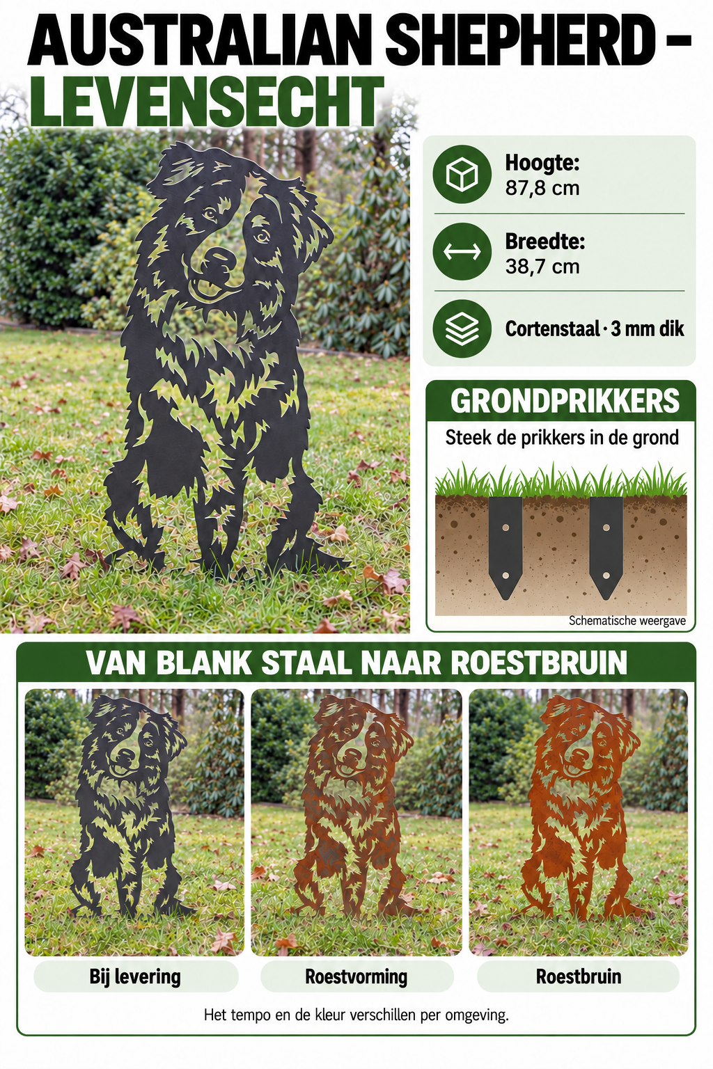 Australian Shepherd cortenstaal: afmetingen, grondprikkers en roestproces
