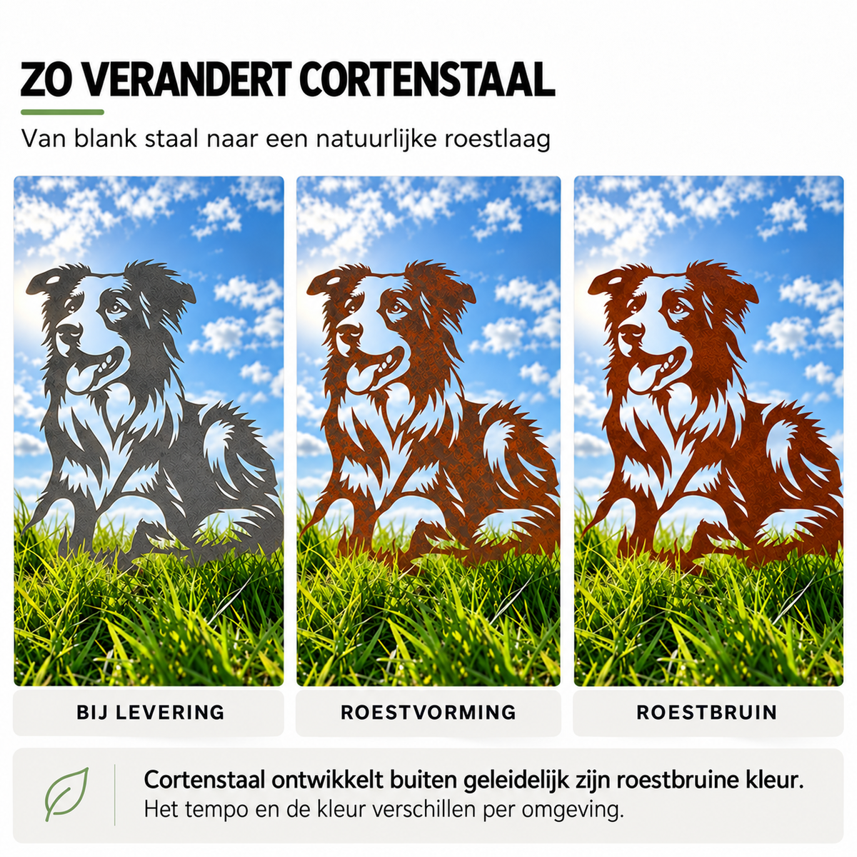 Bordercollie in cortenstaal: van blank staal naar roestbruin