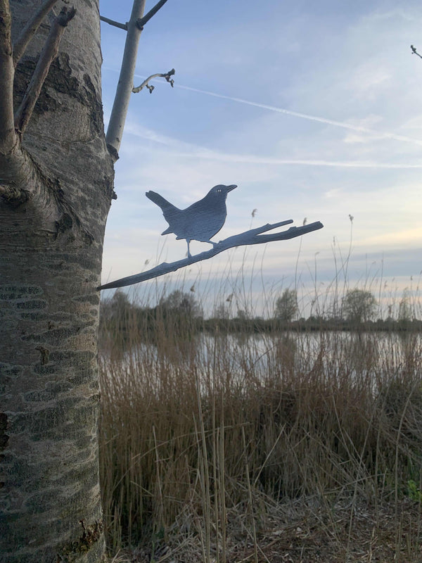 The blackbird